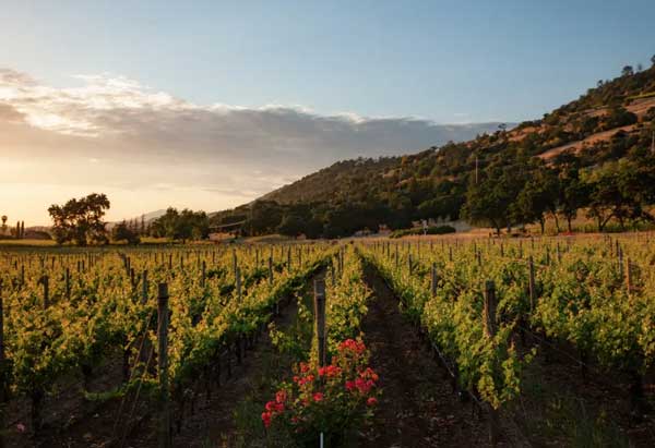 Headshot of Pine Ridge Vineyards head winemaker, Colleen Fitzgerald. A vineyard is shown in the background and a glass of white wine sits on the wooden table next to Colleen.
